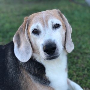 Meet your Posher, Guillermo